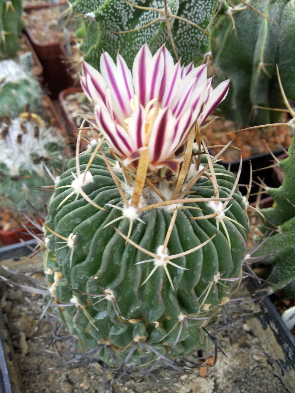 Stenocactus lamellosus